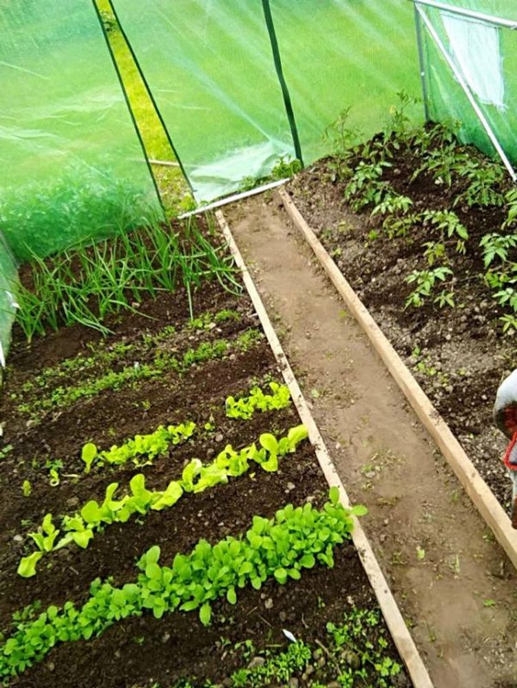 Hagetunnel drivhus 8 x 3 x 2 m 5-seksjons UV4